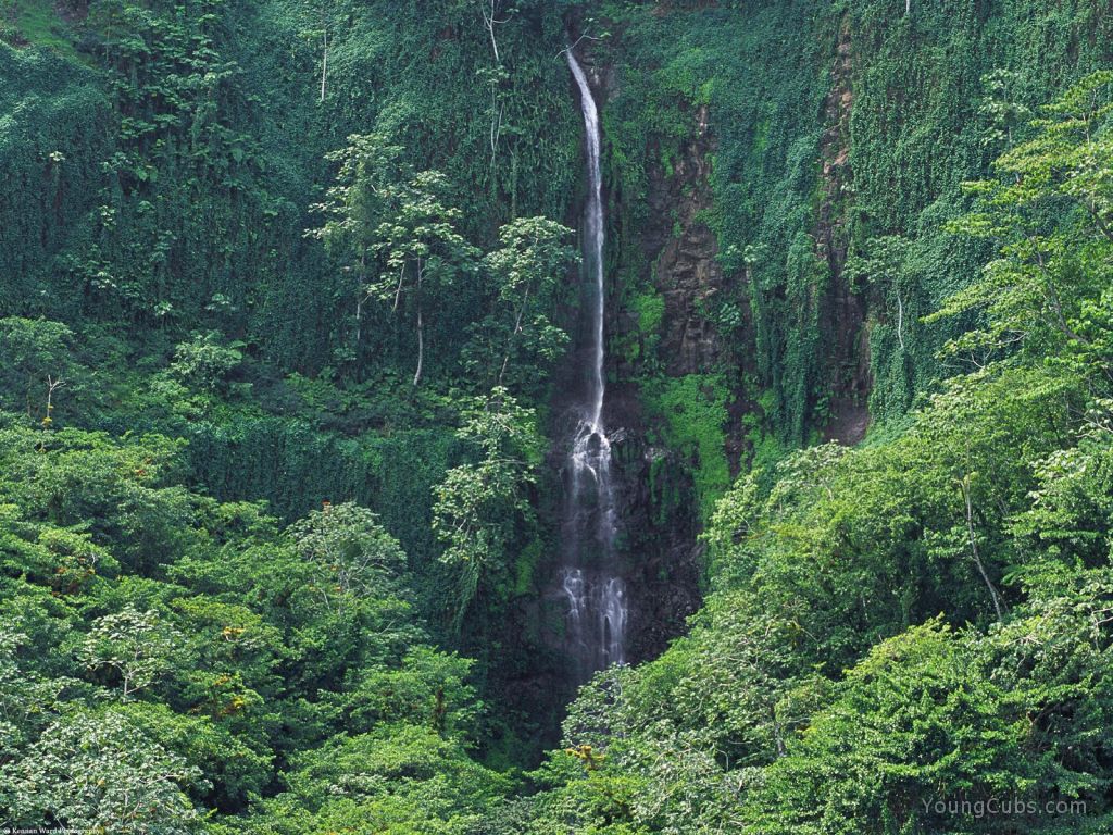 Lush Waters, Costa Rican Forest